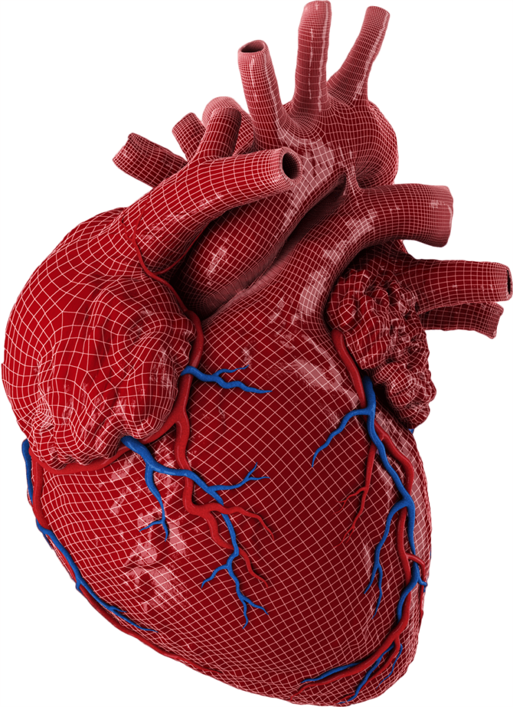 heart model Tavares, FL
