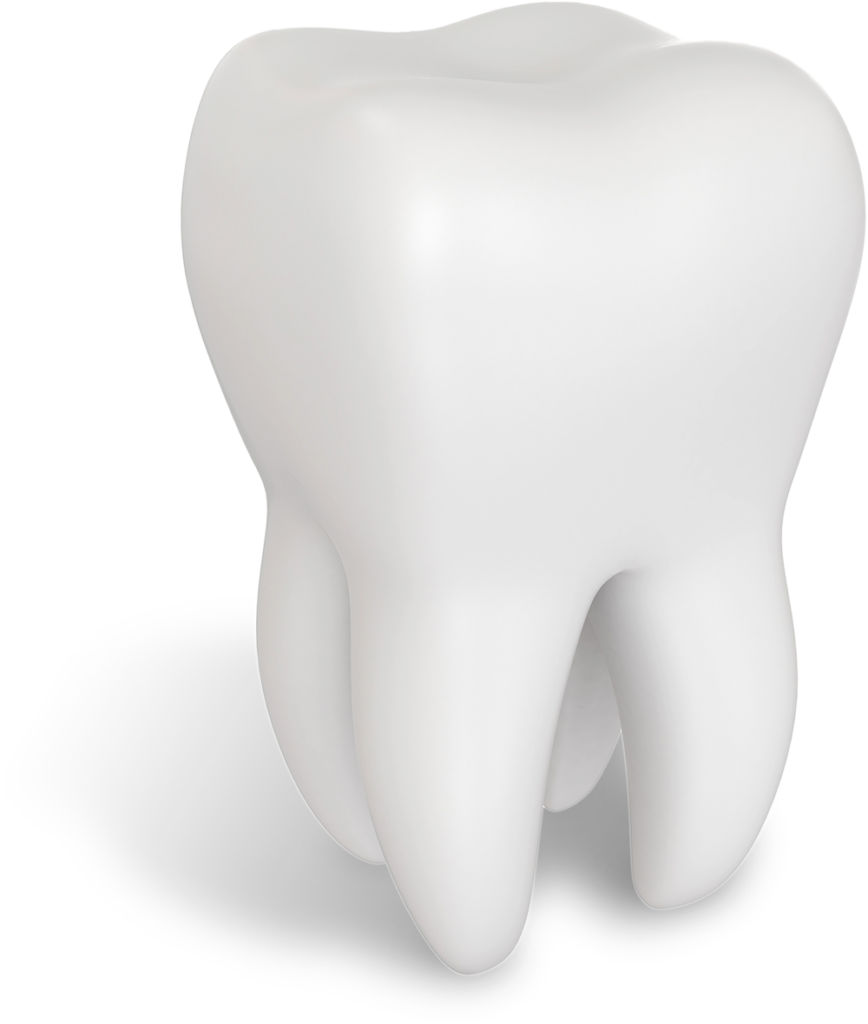 tooth model Tavares, FL